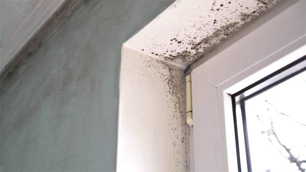 Best Air Quality Testing for Mold Spores  in Steele Creek, AK