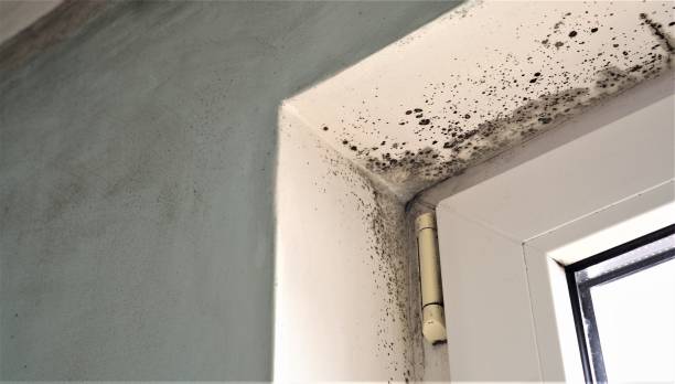 Steele Creek, AK Mold Removal Company