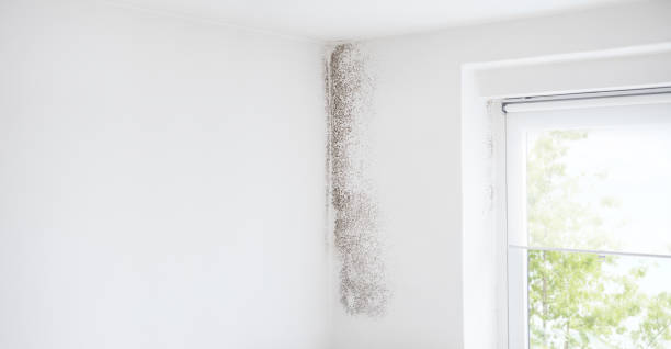 Best Water Damage & Mold Remediation  in Steele Creek, AK