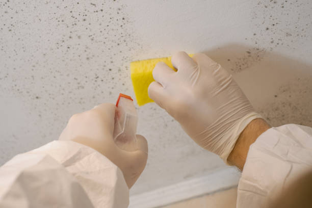 Best Mold Removal for HVAC Installations  in Steele Creek, AK