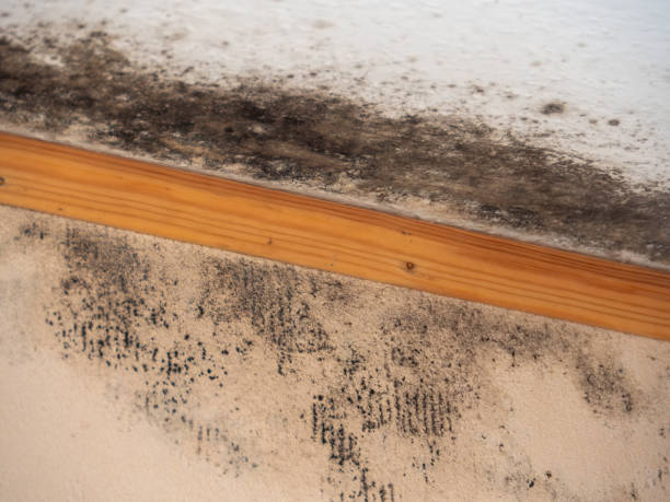 Best Biohazard Mold Removal  in Steele Creek, AK