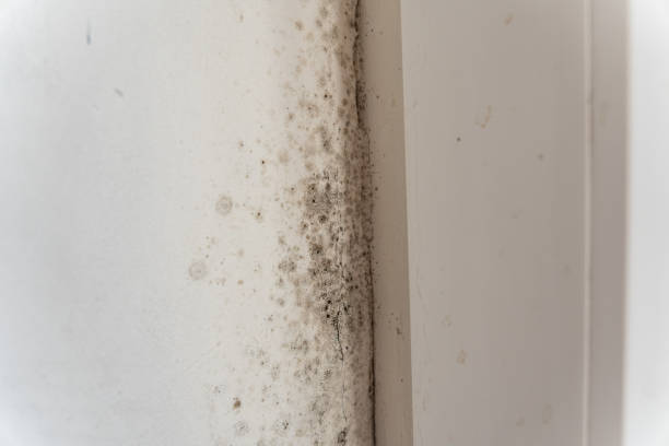 Best Real Estate Mold Inspection  in Steele Creek, AK