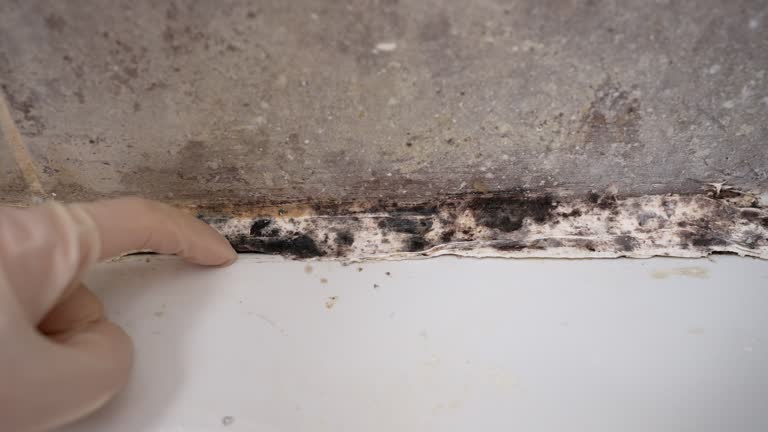 Best Commercial Mold Inspection  in Steele Creek, AK