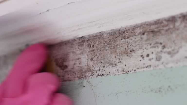 Best Real Estate Mold Inspection  in Steele Creek, AK